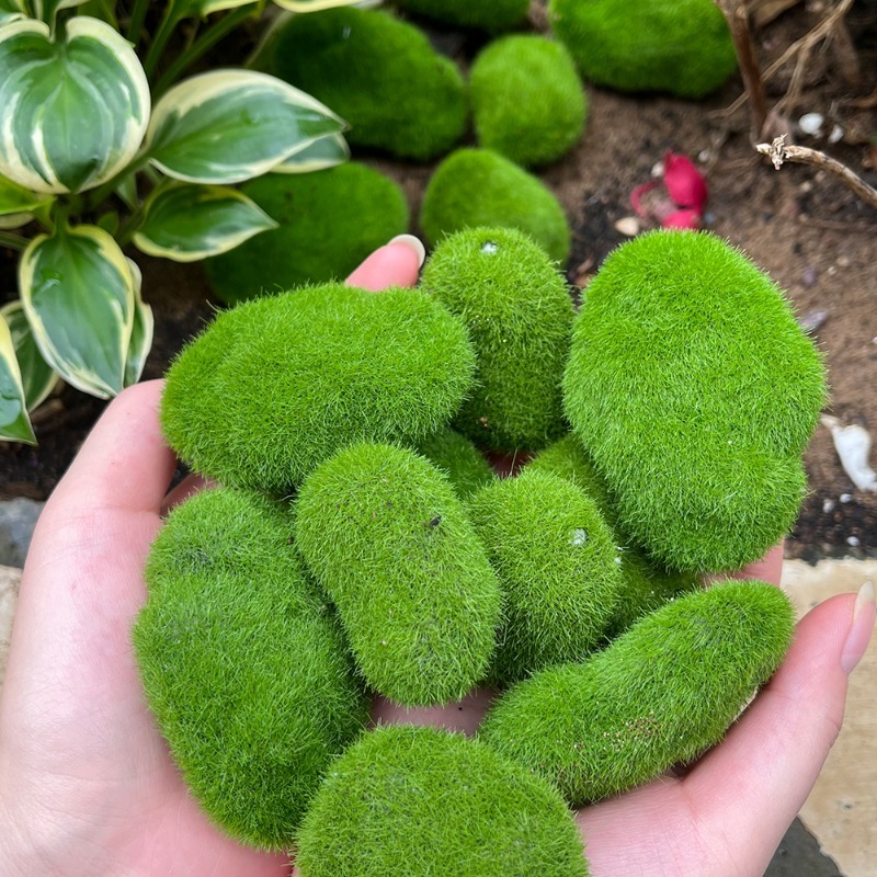 5/30pcs 시뮬레이션 이끼 돌 인공 이끼 돌 공 가 - Sphagnum Moss Dry 리뷰 및 가격