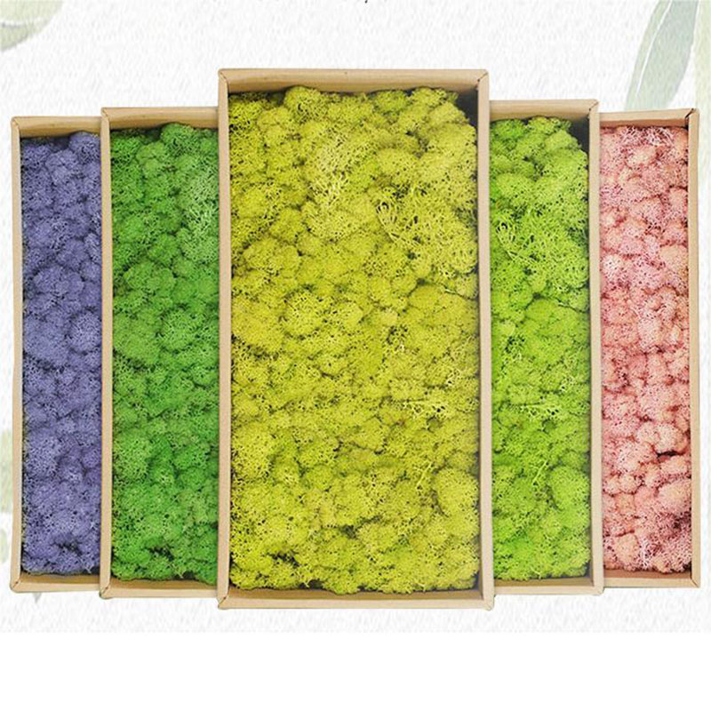 20g 인공 녹색 이끼 식물 영원한 생명 잔디 미니 풍 - Sphagnum Moss Dry 리뷰 및 가격